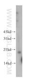 TP53RK Binding Protein antibody, 12800-1-AP, Proteintech Group, Western Blot image 
