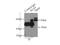 Krueppel-like factor 4 antibody, 11880-1-AP, Proteintech Group, Immunoprecipitation image 