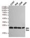 BAX antibody, TA346891, Origene, Western Blot image 