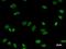 Pre-mRNA-processing-splicing factor 8 antibody, LS-C342473, Lifespan Biosciences, Immunofluorescence image 