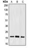 Elf1 antibody, LS-C352139, Lifespan Biosciences, Western Blot image 