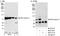 SCH antibody, A300-578A, Bethyl Labs, Immunoprecipitation image 
