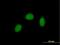 RNA-binding protein Raly antibody, H00022913-B01P, Novus Biologicals, Immunocytochemistry image 