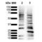 Heat shock factor protein 1 antibody, SMC-477D-DY633, StressMarq, Western Blot image 