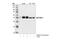 DOK2 antibody, 3914S, Cell Signaling Technology, Western Blot image 