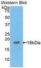 IL-17 antibody, LS-C294849, Lifespan Biosciences, Western Blot image 