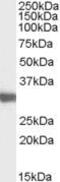 Lactate Dehydrogenase C antibody, PA5-18779, Invitrogen Antibodies, Western Blot image 