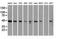 Small RNA Binding Exonuclease Protection Factor La antibody, NBP1-48002, Novus Biologicals, Western Blot image 