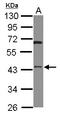 HTRA3 antibody, LS-C155475, Lifespan Biosciences, Western Blot image 