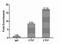 CCCTC-Binding Factor antibody, A68302-100, Epigentek, Chromatin Immunoprecipitation image 