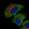 Chromosome 19 Open Reading Frame 71 antibody, PA5-61796, Invitrogen Antibodies, Immunofluorescence image 