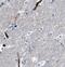 Neuropeptide S antibody, FNab05825, FineTest, Immunohistochemistry paraffin image 