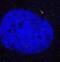 Outer Dense Fiber Of Sperm Tails 2 antibody, H00004957-M01, Novus Biologicals, Immunofluorescence image 