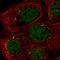 Microfibril Associated Protein 3 antibody, HPA049198, Atlas Antibodies, Immunofluorescence image 