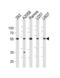 HR1 antibody, LS-C204049, Lifespan Biosciences, Western Blot image 