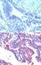 Pc4 antibody, PA5-23279, Invitrogen Antibodies, Immunohistochemistry frozen image 