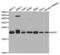 Adenine Phosphoribosyltransferase antibody, LS-C334071, Lifespan Biosciences, Western Blot image 