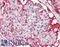 Von Willebrand Factor antibody, LS-B15345, Lifespan Biosciences, Immunohistochemistry paraffin image 
