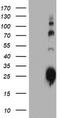 Joining Chain Of Multimeric IgA And IgM antibody, TA504174S, Origene, Western Blot image 