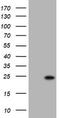 KRAS Proto-Oncogene, GTPase antibody, TA801227BM, Origene, Western Blot image 