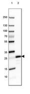 Myelin Oligodendrocyte Glycoprotein antibody, MA5-24645, Invitrogen Antibodies, Western Blot image 
