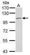Polycystin 2, Transient Receptor Potential Cation Channel antibody, PA5-29834, Invitrogen Antibodies, Western Blot image 