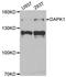 Death Associated Protein Kinase 1 antibody, A01161, Boster Biological Technology, Western Blot image 