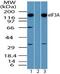 Eukaryotic Translation Initiation Factor 3 Subunit A antibody, PA5-23285, Invitrogen Antibodies, Western Blot image 