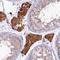 Centrosomal Protein 295 antibody, NBP2-38418, Novus Biologicals, Immunohistochemistry frozen image 