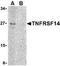 TNF Receptor Superfamily Member 14 antibody, TA306306, Origene, Western Blot image 