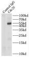 Cell Division Cycle 20 antibody, FNab01518, FineTest, Immunoprecipitation image 