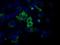 Calcium Voltage-Gated Channel Subunit Alpha1 S antibody, orb69985, Biorbyt, Immunofluorescence image 