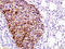 Epithelial membrane protein 1 antibody, GTX50979, GeneTex, Immunohistochemistry paraffin image 
