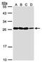 Hematological and neurological expressed 1 protein antibody, PA5-21779, Invitrogen Antibodies, Western Blot image 