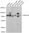 Ubiquitin Associated And SH3 Domain Containing B antibody, 22-735, ProSci, Western Blot image 
