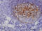 Quinolinate Phosphoribosyltransferase antibody, LS-C133705, Lifespan Biosciences, Immunohistochemistry frozen image 