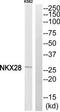 Homeobox protein Nkx-2.8 antibody, TA315320, Origene, Western Blot image 