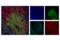 CD3 antibody, 86603S, Cell Signaling Technology, Immunofluorescence image 