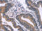 Interleukin 1 Receptor Associated Kinase 1 Binding Protein 1 antibody, CSB-PA298832, Cusabio, Immunohistochemistry frozen image 
