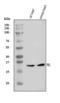 Four And A Half LIM Domains 1 antibody, A01258-3, Boster Biological Technology, Western Blot image 