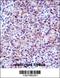 Chymotrypsin-like elastase family member 3A antibody, 57-763, ProSci, Immunohistochemistry frozen image 