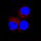 PVR Cell Adhesion Molecule antibody, AF2530, R&D Systems, Immunocytochemistry image 