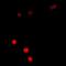 SSX Family Member 5 antibody, orb341340, Biorbyt, Immunofluorescence image 