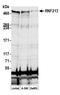 RING finger protein 213 antibody, A305-842A-M, Bethyl Labs, Western Blot image 