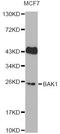 BCL2 Antagonist/Killer 1 antibody, LS-C748340, Lifespan Biosciences, Western Blot image 
