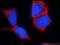 ORAI Calcium Release-Activated Calcium Modulator 2 antibody, 20592-1-AP, Proteintech Group, Immunofluorescence image 