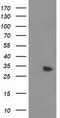 MYD88 Innate Immune Signal Transduction Adaptor antibody, CF502116, Origene, Western Blot image 
