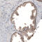 Ribosomal Protein Lateral Stalk Subunit P1 antibody, HPA003368, Atlas Antibodies, Immunohistochemistry paraffin image 