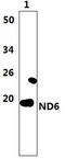 Mitochondrially Encoded NADH:Ubiquinone Oxidoreductase Core Subunit 6 antibody, A32848, Boster Biological Technology, Western Blot image 