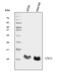 G Protein Subunit Gamma 4 antibody, M13925, Boster Biological Technology, Western Blot image 